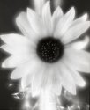 Black-eyed-Susan #1
