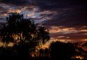 Desert Oak, Sunrise
