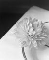 Dahlia,table, bowl