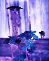 Flowers #3