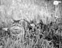 Hiding