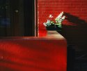 red wall, white flowers