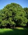 green tree, black dog