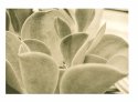 Lambs Ear