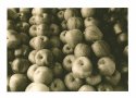 Apples