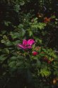 New Velvia 50