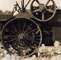 Steamer & Sunflowers