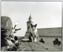 Gatto