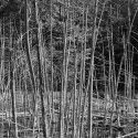 Dead Trees
