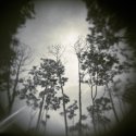Trees Lacombe Louisiana