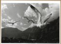 the birds...