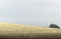 sheeps