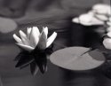 Lily on Pond 2