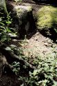 Moss, Middlesex Fells