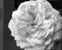 Birthday Rose