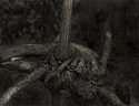 Roots Parque Guell Barcelona