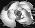 Magnolia Flower