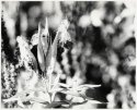 milkweed