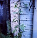 Vine at Victorian House