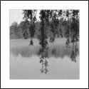 Willow and Fog at Round Lake
