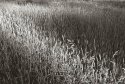 Summer Grasses, Eagle Creek