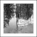 The Pond