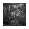 Goldenrod at Goose Pond Mountain