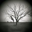Madisonville Oak #1