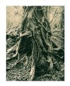 Roots & Ivy