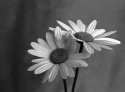 Daisies