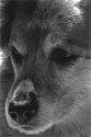 Tess