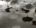 pond at Greenville 3