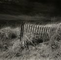 Beach Grass & Snow Fence