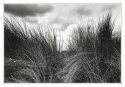 grass