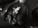 Leaf on Rock, Oak Creek