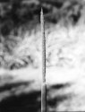 North Lake Cat Tail