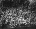 Fern Grotto Series 1