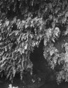 Fern Grotto Series 3