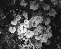 Fern Grotto Series 4