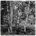 Three Trees, America Wood