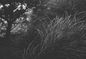 Grass and tree, NYC