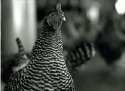 Cluck, Cluck...