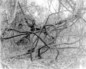 Vines