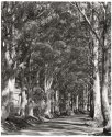 Kari Avenue