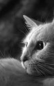 A Chat