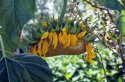 Kennebunkport - End of Summer Sunflower