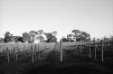 Vineyard