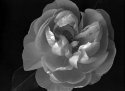 Plain ol' rose...