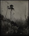 Trees near Gualala