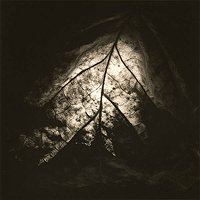 Fall Yard Harvest 2007